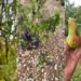 Las tormentas golpean al campo murciano: 6.000 hectáreas dañadas y los agricultores reclaman ayudas