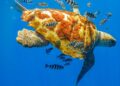 La Manga y Calblanque despiden el verano con el nacimiento de 136 tortugas bobas