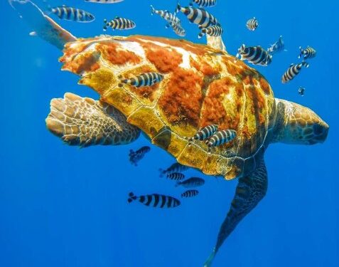 La Manga y Calblanque despiden el verano con el nacimiento de 136 tortugas bobas