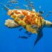 La Manga y Calblanque despiden el verano con el nacimiento de 136 tortugas bobas