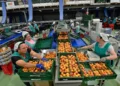 70.000 trabajadores sostienen el motor agroalimentario de Murcia mientras sus convenios siguen bloqueados
