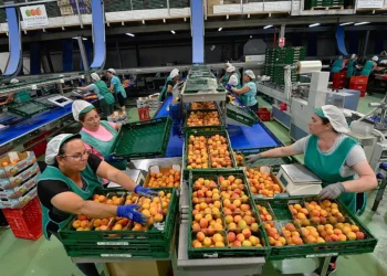 70.000 trabajadores sostienen el motor agroalimentario de Murcia mientras sus convenios siguen bloqueados
